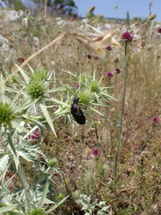 Arima marginata