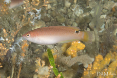 Austrolabrus maculatus