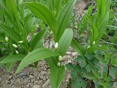 Polygonatum humile