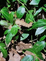 Noctua fimbriata