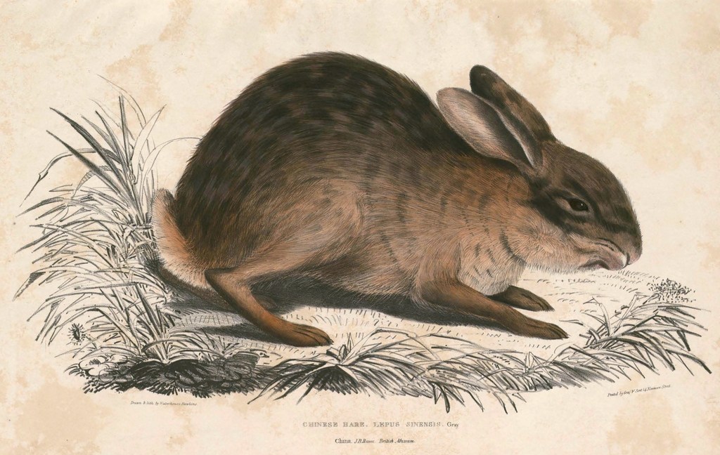 Chinese Hare
