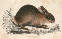 Chinese Hare photo 1