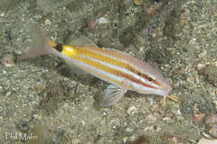 Japanese Goatfish photo 5