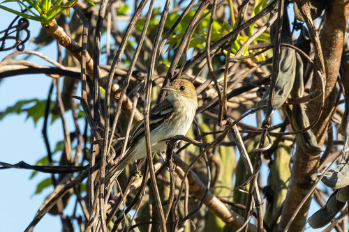 Bran-colored Flycatcher