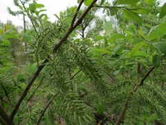 Salix
