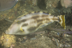 Yellowfin Leatherjacket photo 3