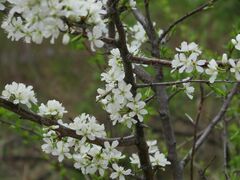 Prunus salicina