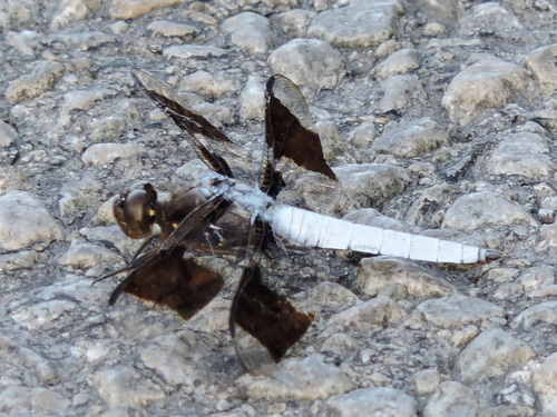 Photo of Common Whitetail (Plathemis lydia)