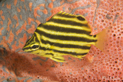 East-Australian Stripey photo 2