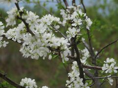 Prunus salicina