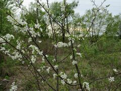 Prunus salicina