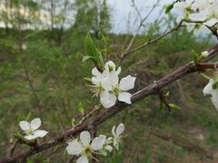 Prunus salicina