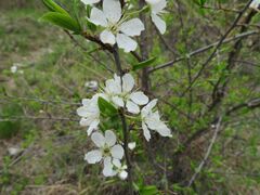 Prunus salicina