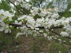 Prunus salicina