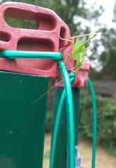 Leptophyes punctatissima