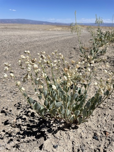 Image of Abronia glabrifolia by (c) Matt Berger, some rights reserved (CC BY)