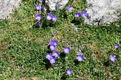 Campanula herminii