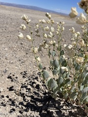 Abronia glabrifolia