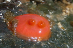 Cnemidocarpa finmarkiensis