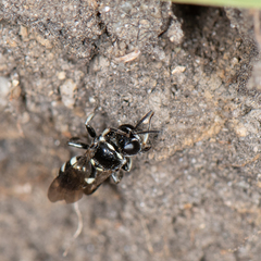 Entomognathus memorialis