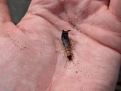 Anisolabis littorea