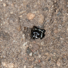Entomognathus memorialis