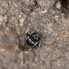 Entomognathus memorialis