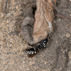 Entomognathus memorialis
