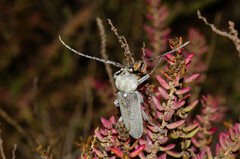 Hesperophanes sericeus