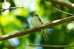 Hemitriccus griseipectus