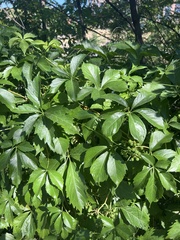 Parthenocissus quinquefolia
