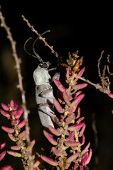 Hesperophanes sericeus