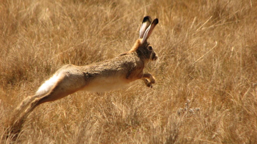 Ethiopian Highland Hare