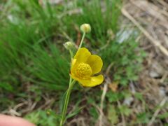 Ranunculus