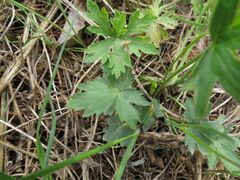 Ranunculus