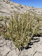 Atriplex gardneri