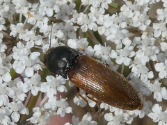 Agriotes ustulatus