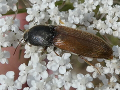 Agriotes ustulatus