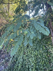 Robinia pseudoacacia