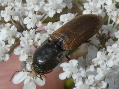 Agriotes ustulatus