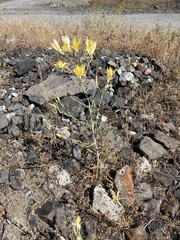 Mentzelia laevicaulis