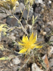 Mentzelia laevicaulis