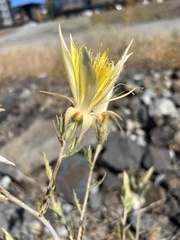 Mentzelia laevicaulis