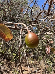 Hancornia speciosa