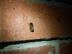 Phragmatobia assimilans