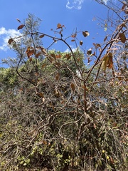 Hancornia speciosa