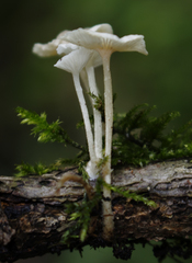 Resinomycena rhododendri