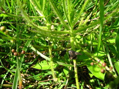 Drosera finlaysoniana