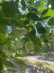 Callicarpa acuminata