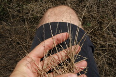 Pholiurus pannonicus